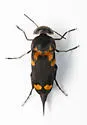 Hoshihananomia inflammata - photo 2