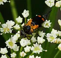 Hoshihananomia inflammata - photo 3