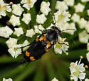 Hoshihananomia inflammata - photo 4