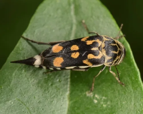 Hoshihananomia octopunctata - photo 2