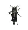 Hoshihananomia perlineata
