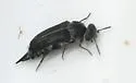 Hoshihananomia perlineata - photo 2