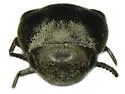 Hoshihananomia perlineata - photo 5