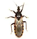 Triatoma neotomae