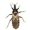 Triatoma neotomae - photo 2