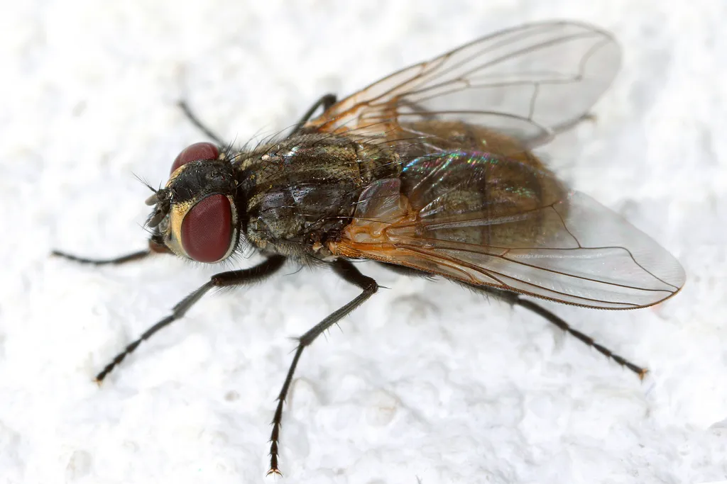 House-fly - photo 2