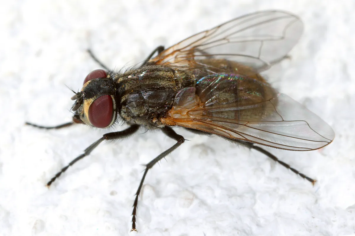 House-fly - photo 3
