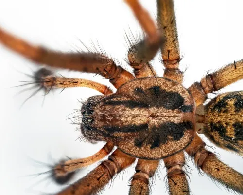 House Spider - photo 2