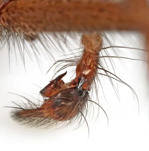 House Spider - photo 3