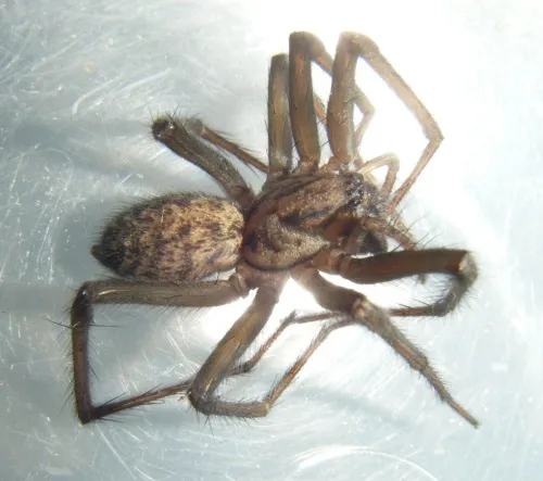 House Spider - photo 4