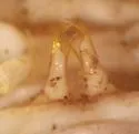 Howellaria infesta - photo 2