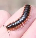 Howellaria infesta - photo 4