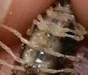 Howellaria infesta - photo 5