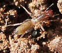 Hubbardia pentapeltis