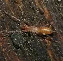 Hubbardia pentapeltis - photo 4
