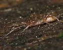 Hubbardia pentapeltis - photo 5