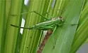 Pine Katydid