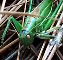 Pine Katydid - photo 2