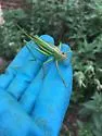 Pine Katydid - photo 3