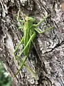 Pine Katydid - photo 5