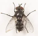 Hubneria estigmenensis - photo 4