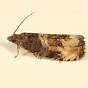 Impudent Hulda - Hodges#2747 - Hulda impudens