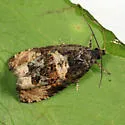Impudent Hulda - Hodges#2747 - photo 4