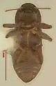 Huleechius marroni - photo 2