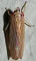 Undescribed Huleria Species