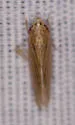 Undescribed Huleria Species - photo 4