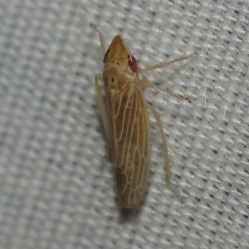 Huleria quadripunctata