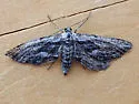 Hulstina aridata - Hodges#6543 - photo 4