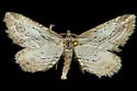 Hulstina exhumata - Hodges#6546