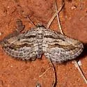 Hulstina formosata - Hodges#6540