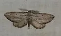 Hulstina grossbecki - Hodges#6545