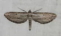 Hulstina grossbecki - Hodges#6545 - photo 2