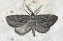 Hulstina grossbecki - Hodges#6545 - photo 3