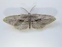 Hulstina imitatrix - Hodges#6541