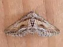 Hulstina imitatrix - Hodges#6541 - photo 2