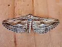 Hulstina imitatrix - Hodges#6541 - photo 4