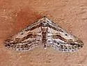 Hulstina imitatrix - Hodges#6541 - photo 5