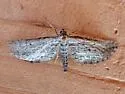 Hulstina nevadaria - Hodges#6543.1