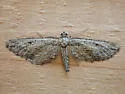 Hulstina nevadaria - Hodges#6543.1 - photo 3