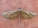Hulstina nevadaria - Hodges#6543.1 - photo 4