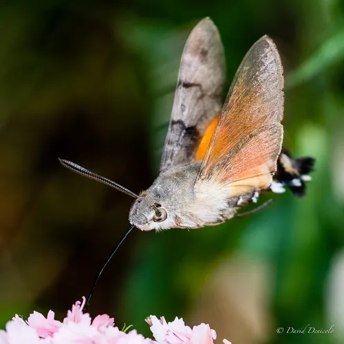 Humming-bird Hawk-moth
