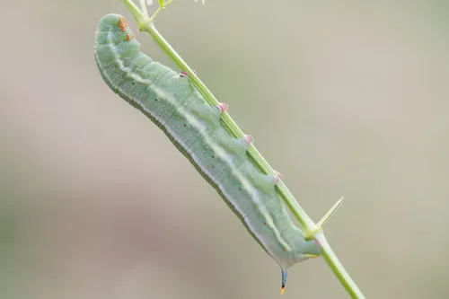 Humming-bird Hawk-moth - photo 3