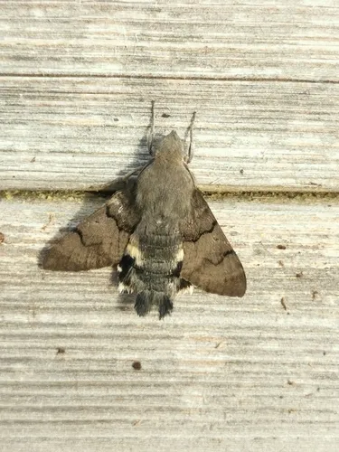 Humming-bird Hawk-moth - photo 4