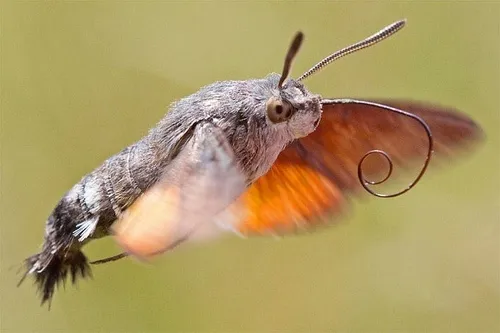 Humming-bird Hawk-moth - photo 5