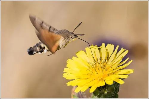 Humming-bird Hawk-moth - photo 6