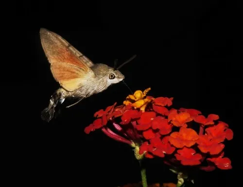 Humming-bird Hawk-moth - photo 7
